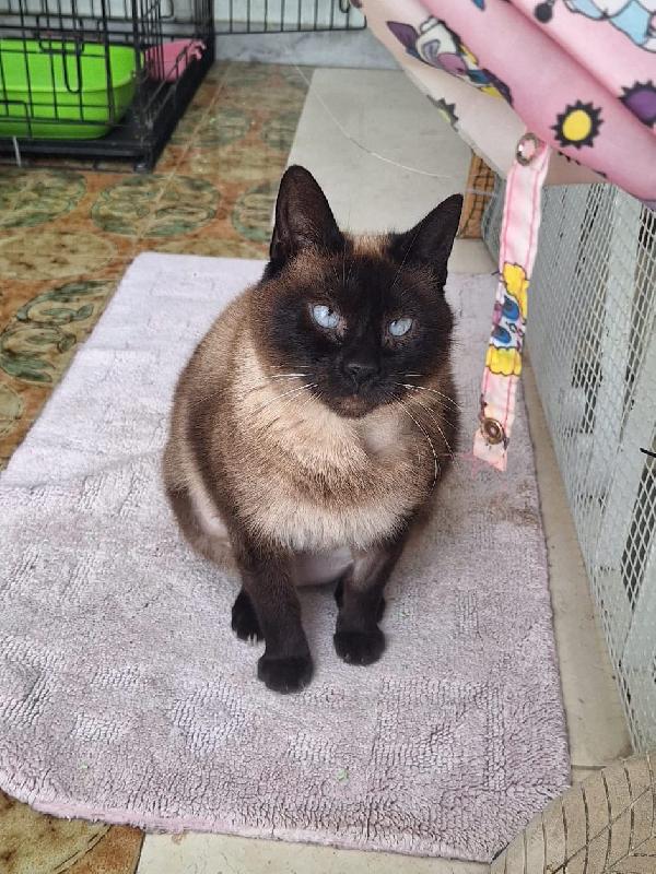 Blue siamesina super dolce Foto 3